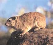 marmotta.jpg