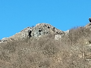 sciarbo 02